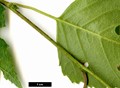SpeciesSub: subsp. szechuanica